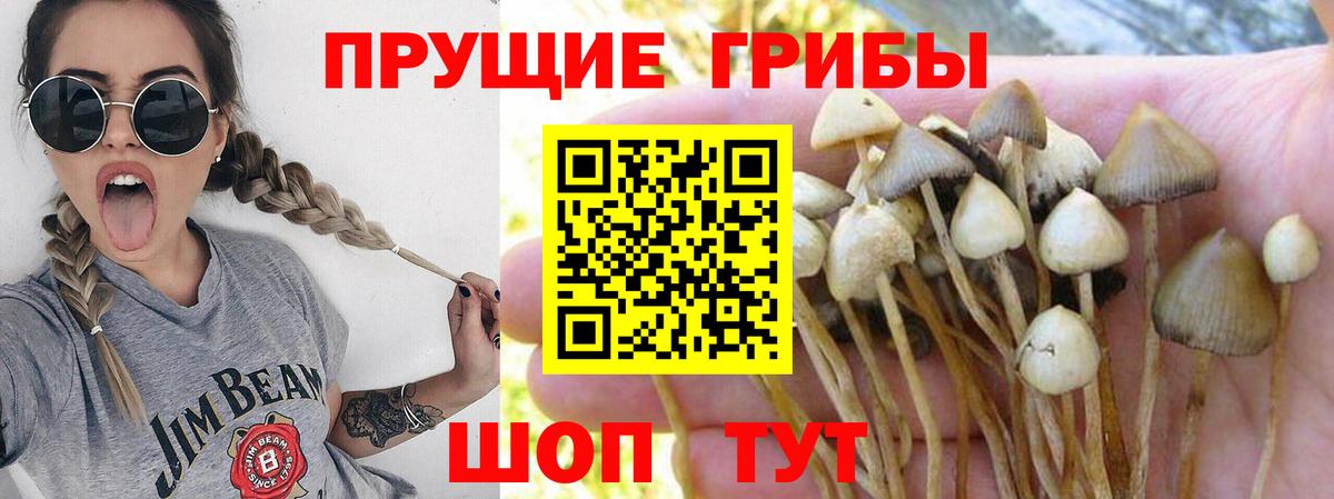 Псилоцибиновые грибы ЛСД  Псилоцибиновые грибы Magic Shrooms  где продают   Дальнегорск  Вход с VPN 